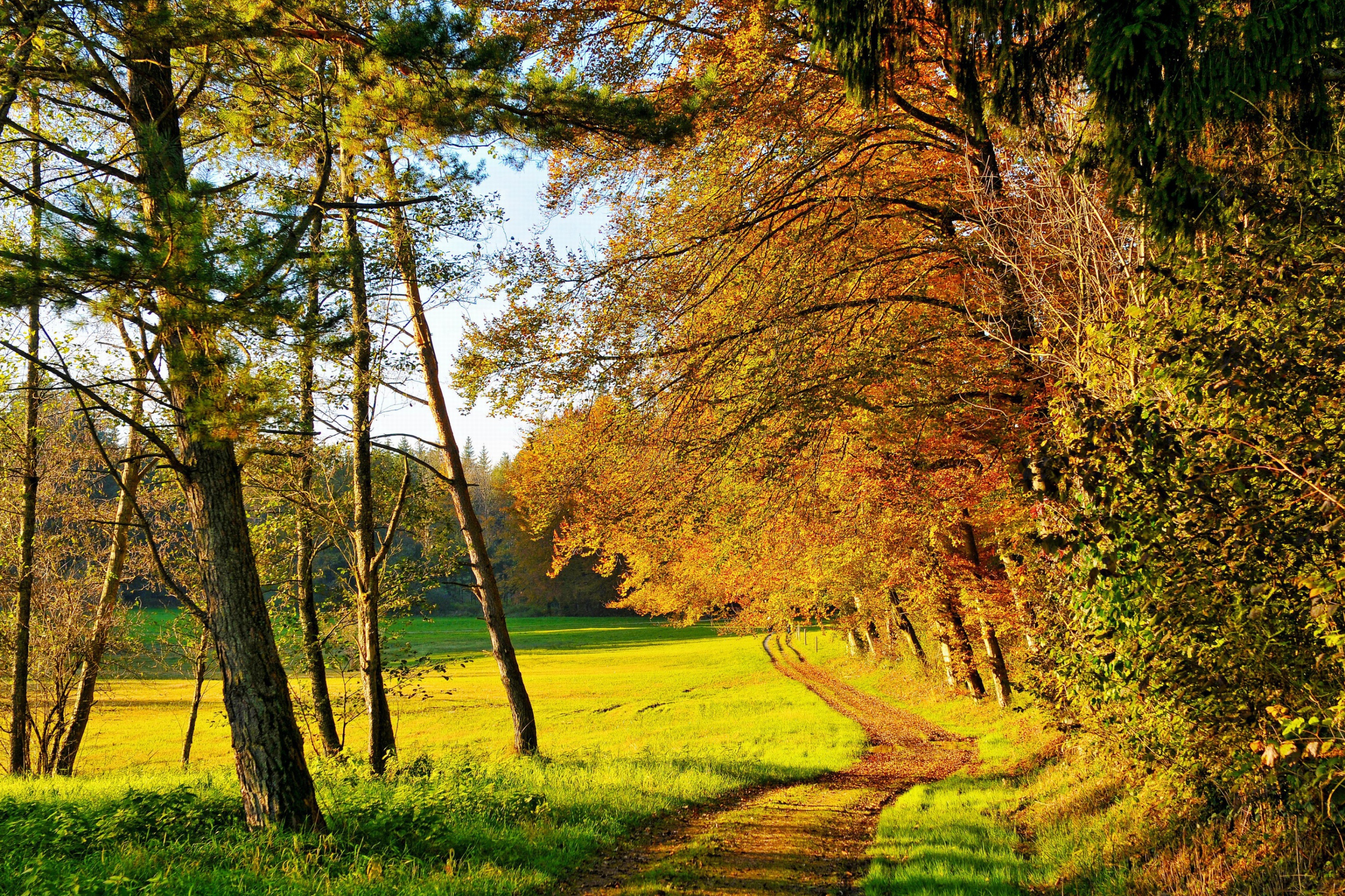 Autumn Forest wallpaper 2880x1920