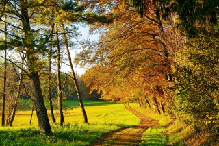 Autumn Forest - Obrázkek zdarma pro 640x480