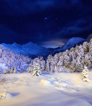 Forest In Winter - Obrázkek zdarma pro 480x800