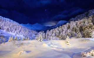 Forest In Winter - Obrázkek zdarma 