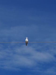 Sfondi Bird On Wire 240x320