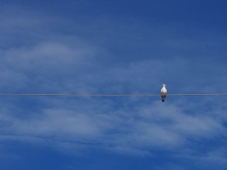 Bird On Wire screenshot #1 320x240