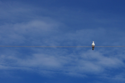 Bird On Wire screenshot #1 480x320
