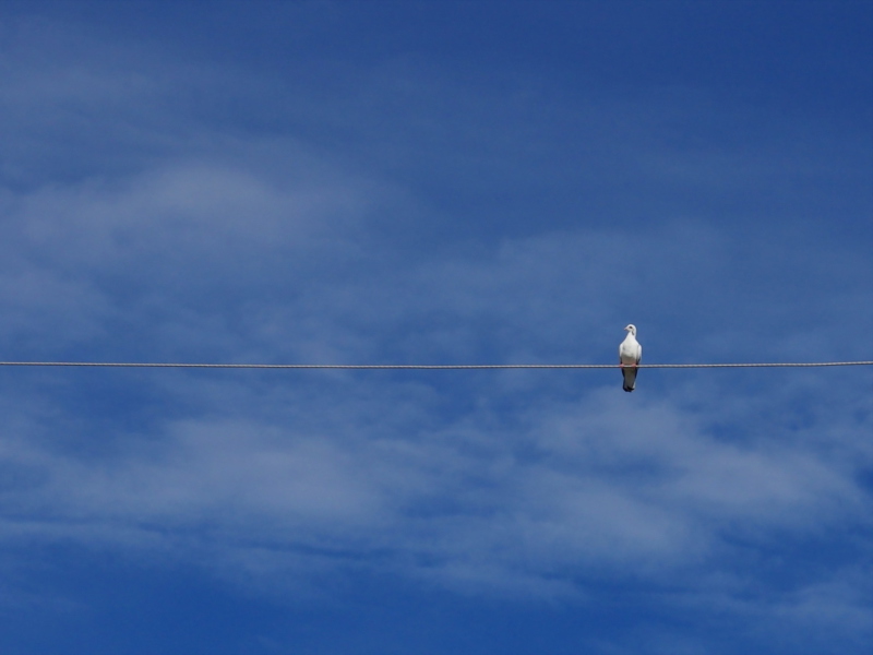 Bird On Wire screenshot #1 800x600