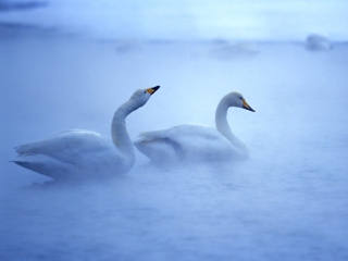 Das White Swans Wallpaper 320x240