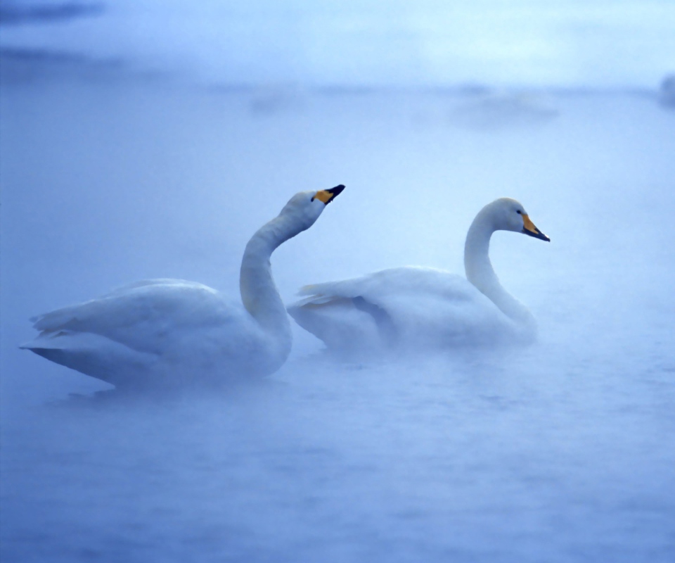 Обои White Swans 960x800