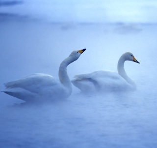 White Swans - Fondos de pantalla gratis para 208x208