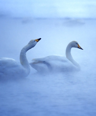 White Swans - Obrázkek zdarma pro 640x1136