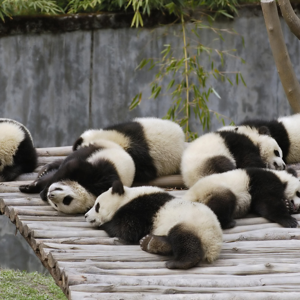 Обои Funny Pandas Relaxing 1024x1024