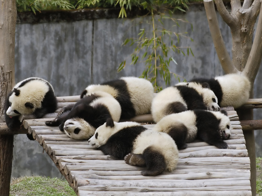 Fondo de pantalla Funny Pandas Relaxing 1024x768