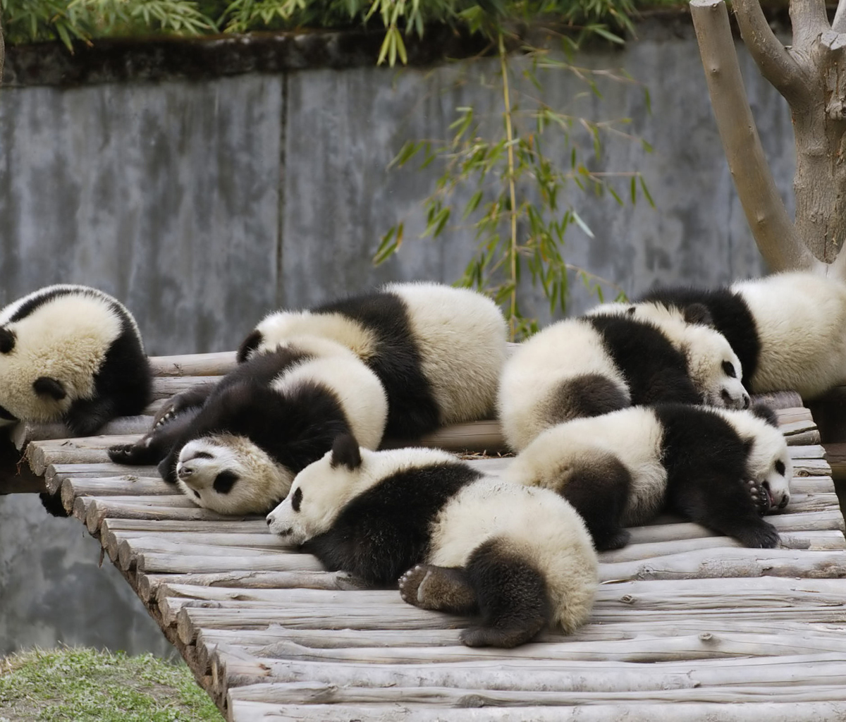 Обои Funny Pandas Relaxing 1200x1024