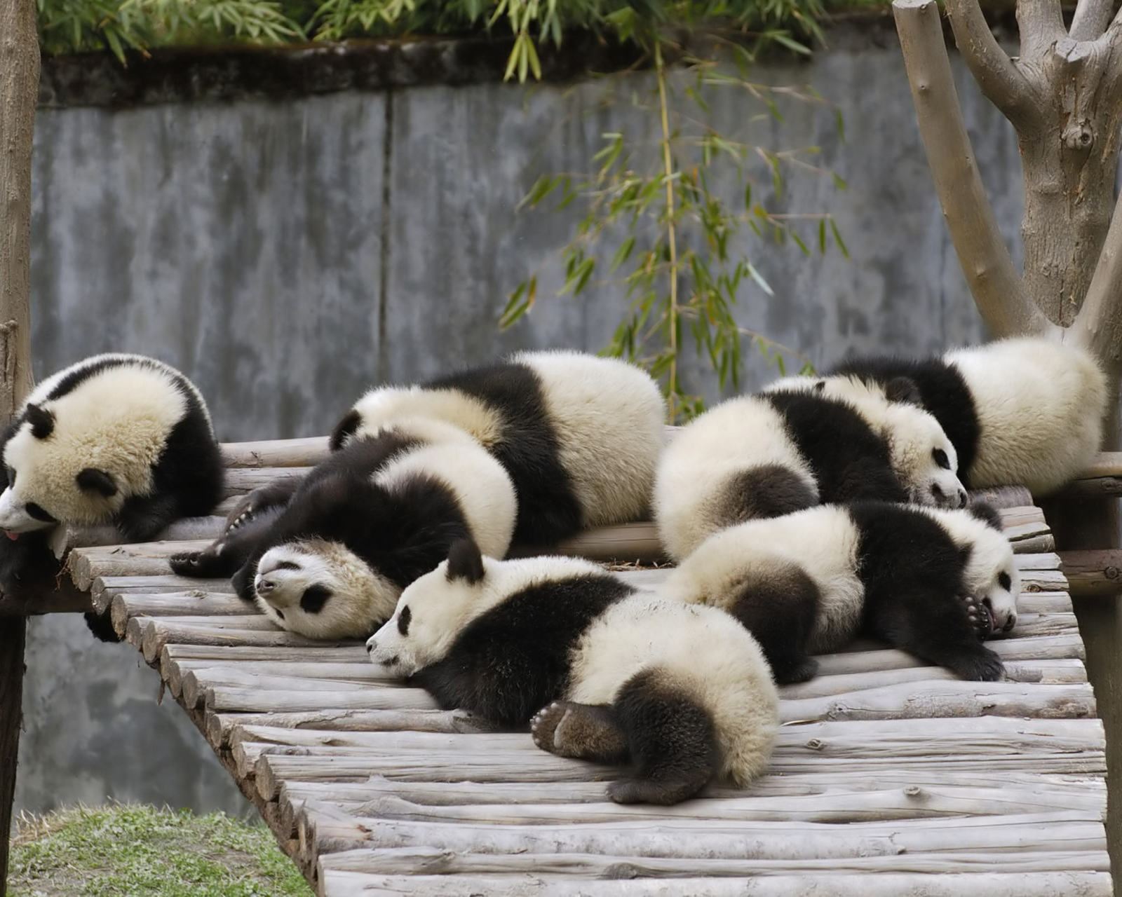 Fondo de pantalla Funny Pandas Relaxing 1600x1280