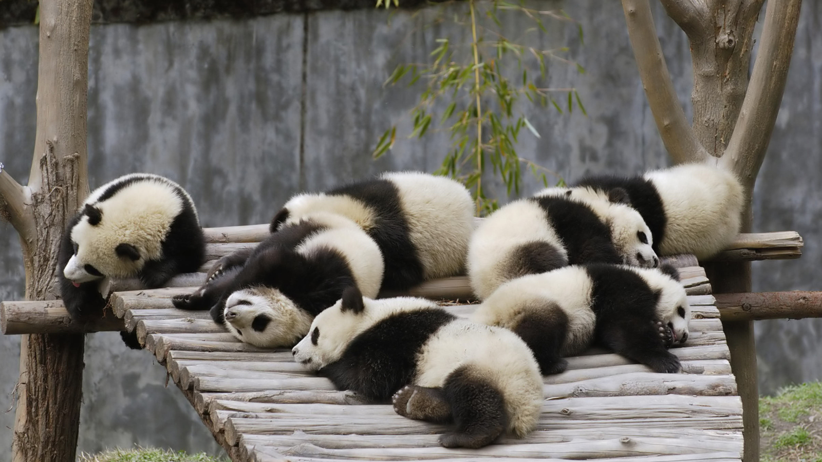 Обои Funny Pandas Relaxing 1600x900