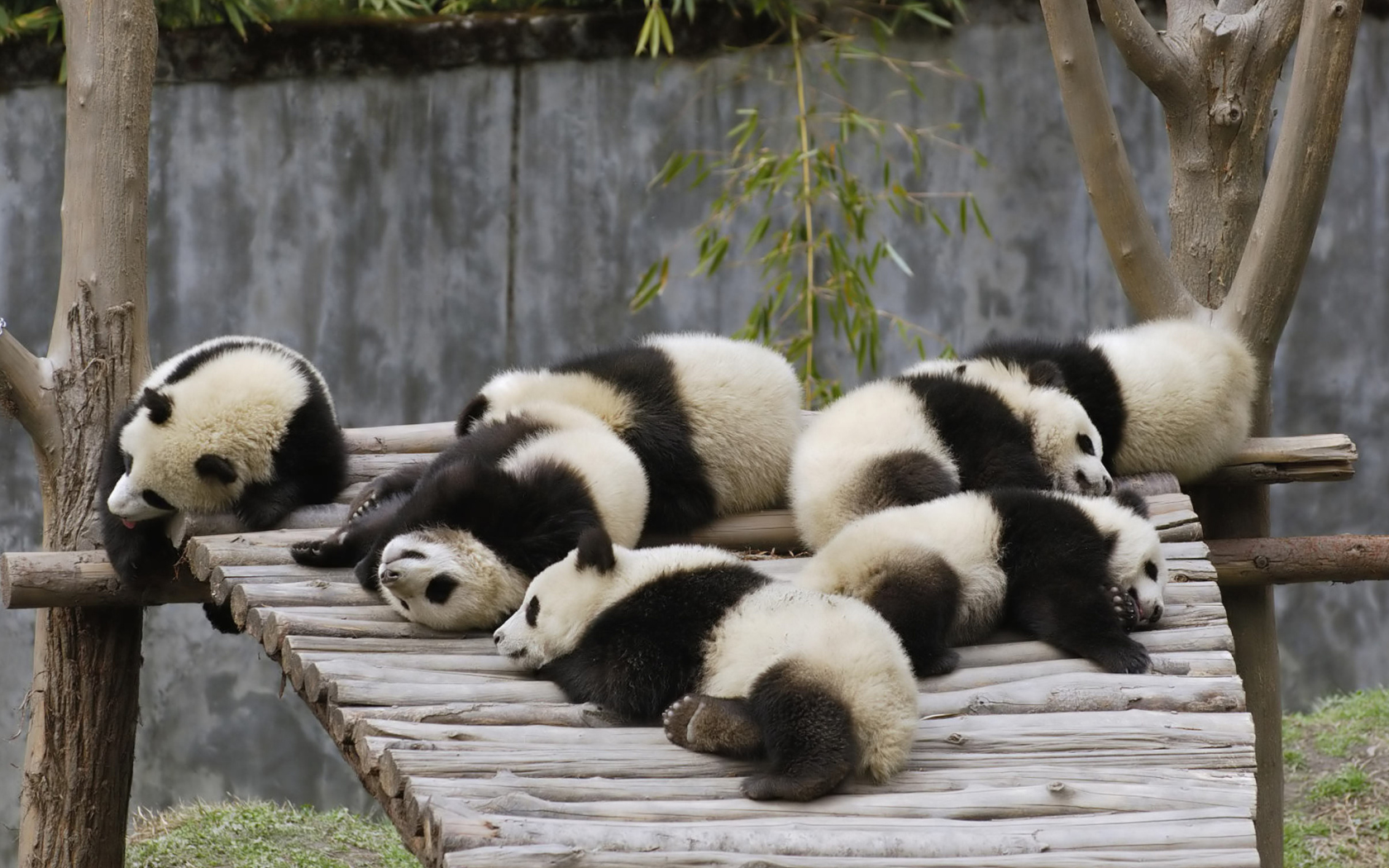 Das Funny Pandas Relaxing Wallpaper 1680x1050