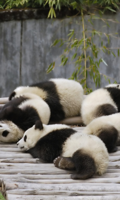 Fondo de pantalla Funny Pandas Relaxing 240x400