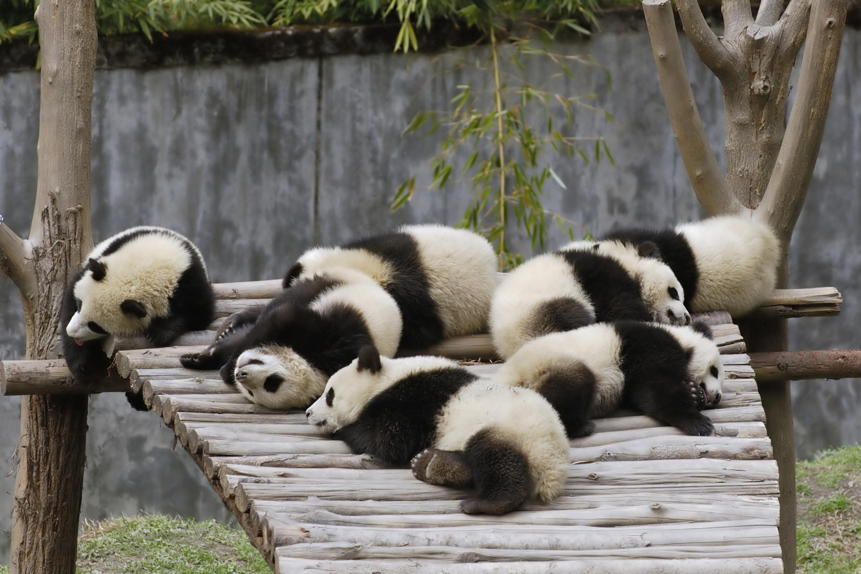Fondo de pantalla Funny Pandas Relaxing 2880x1920