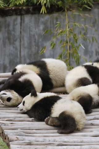 Funny Pandas Relaxing wallpaper 320x480