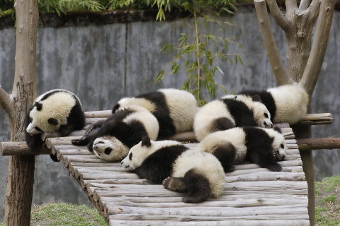 Funny Pandas Relaxing wallpaper 480x320