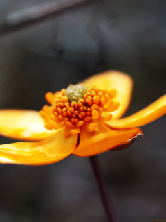 Sfondi Orange Flower 240x320