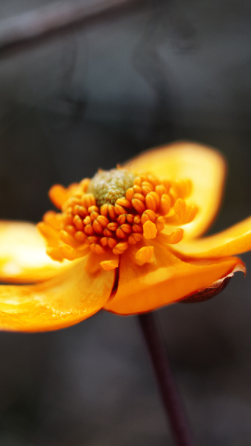 Fondo de pantalla Orange Flower 360x640