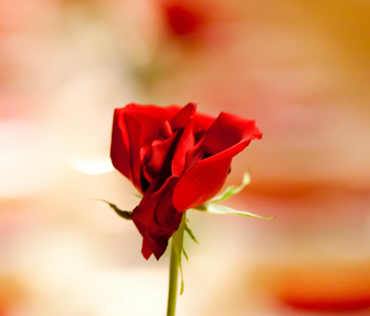 Das One Red Rose For You Wallpaper 1200x1024
