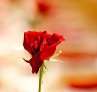 One Red Rose For You Background for iPad 2