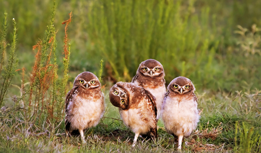 Обои Morning with owls 1024x600