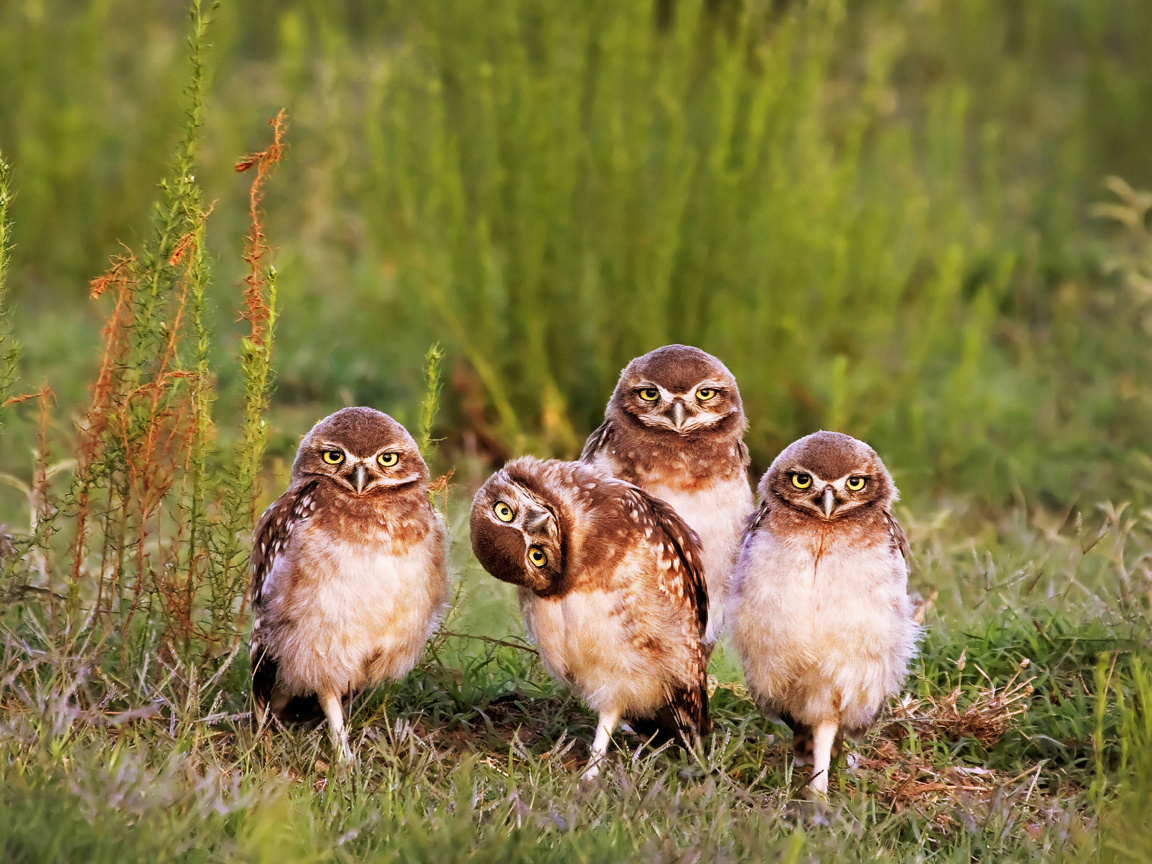 Fondo de pantalla Morning with owls 1152x864