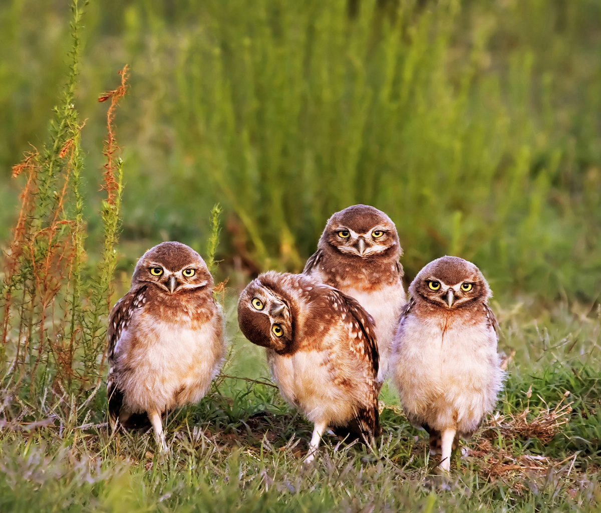 Обои Morning with owls 1200x1024