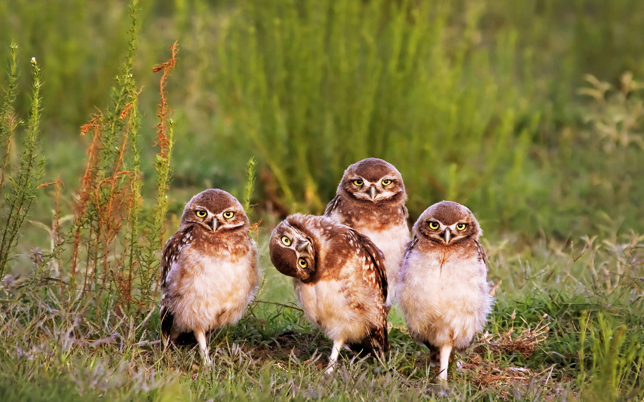 Fondo de pantalla Morning with owls 1280x800