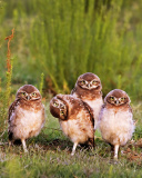Das Morning with owls Wallpaper 128x160