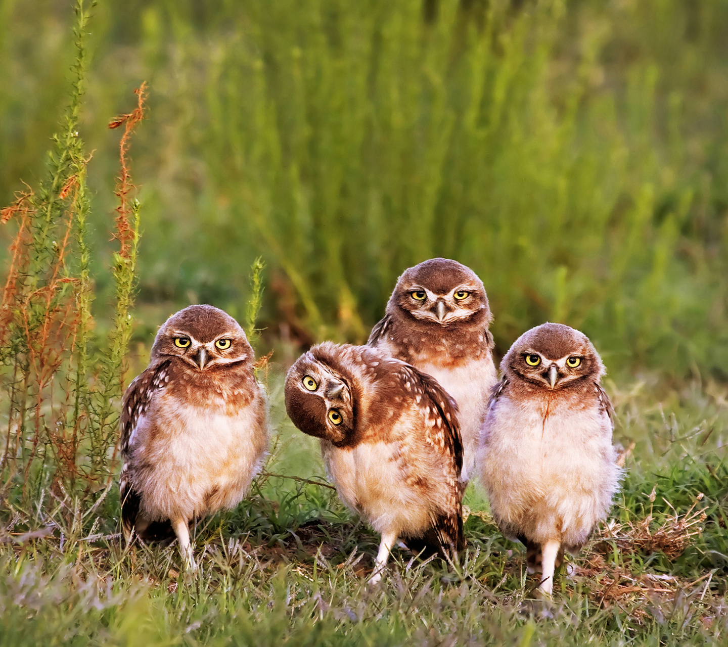 Das Morning with owls Wallpaper 1440x1280