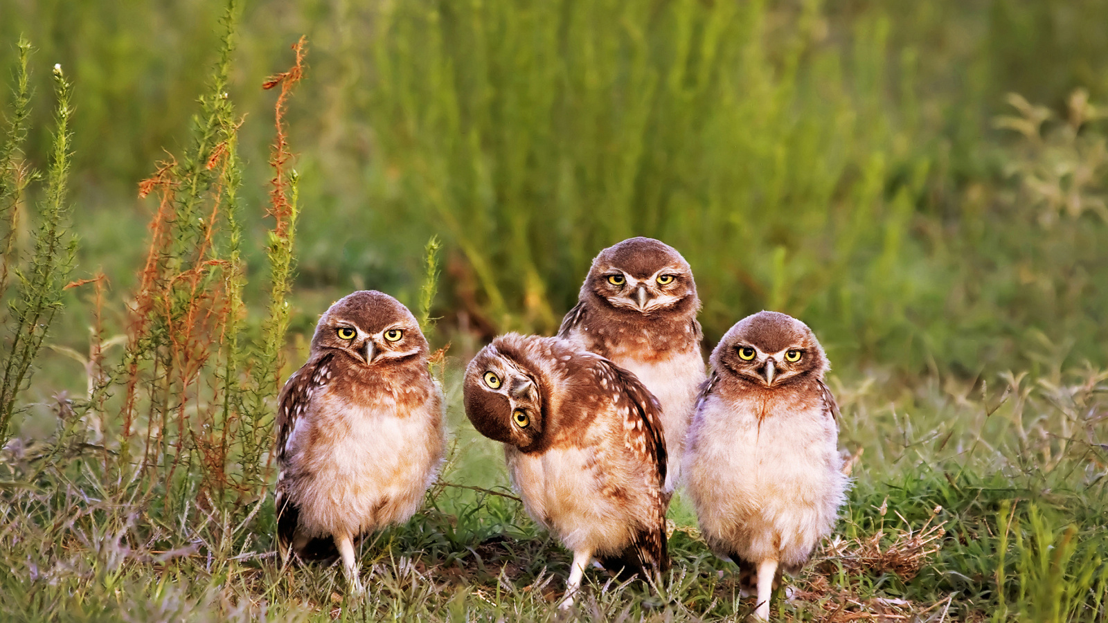 Fondo de pantalla Morning with owls 1600x900