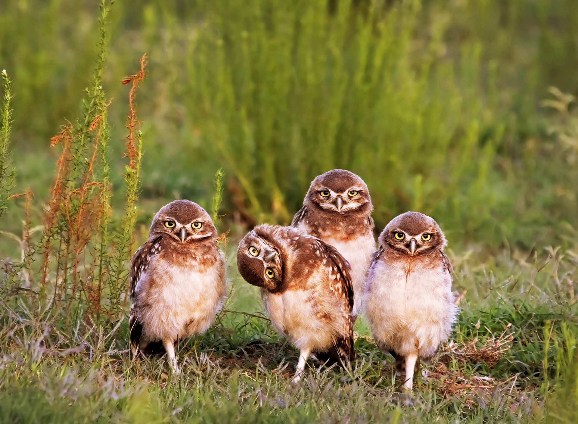 Das Morning with owls Wallpaper 1920x1408