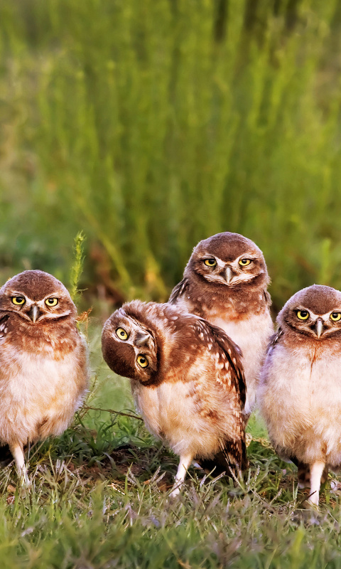 Morning with owls screenshot #1 480x800