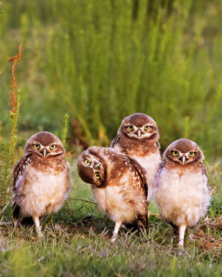 Morning with owls sfondi gratuiti per 1080x1920
