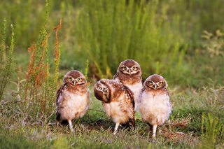 Morning with owls Background for Android, iPhone and iPad