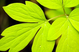 Green Leaf Wallpaper for Android, iPhone and iPad