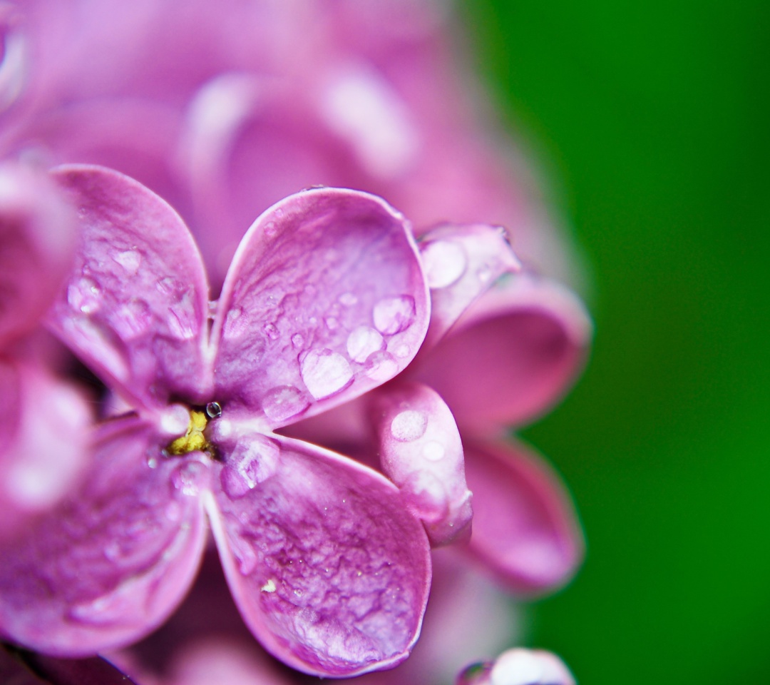Fondo de pantalla Macro Purple Flowers 1080x960