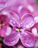 Macro Purple Flowers screenshot #1 128x160