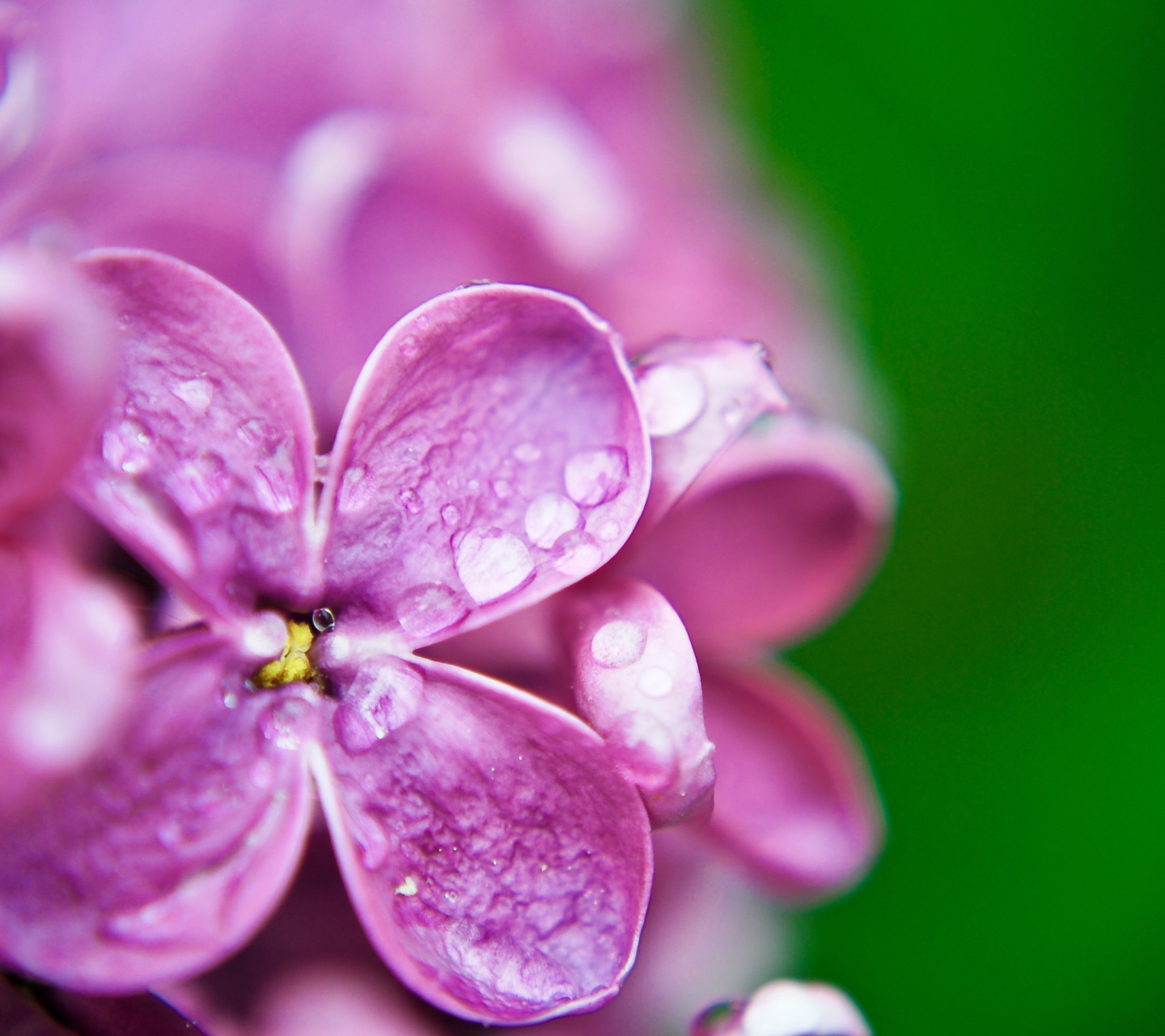 Macro Purple Flowers screenshot #1 1440x1280