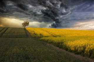 Canola Field - Obrázkek zdarma 