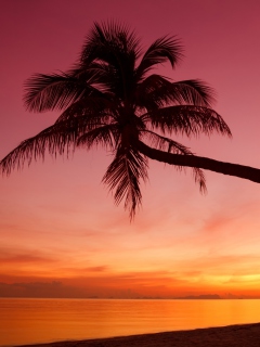 Crimson Sunset screenshot #1 240x320