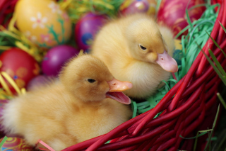 Free Yellow Duckling Picture for Android, iPhone and iPad