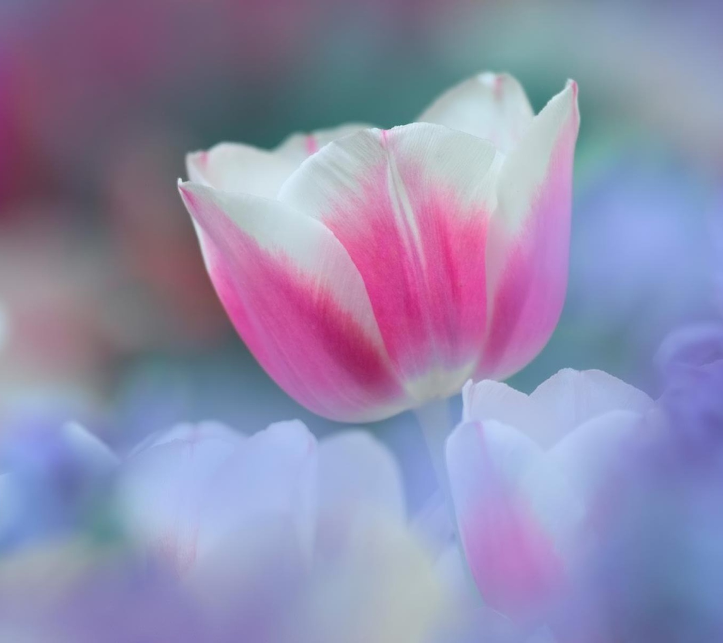 Screenshot №1 pro téma Pink Tulips 1440x1280