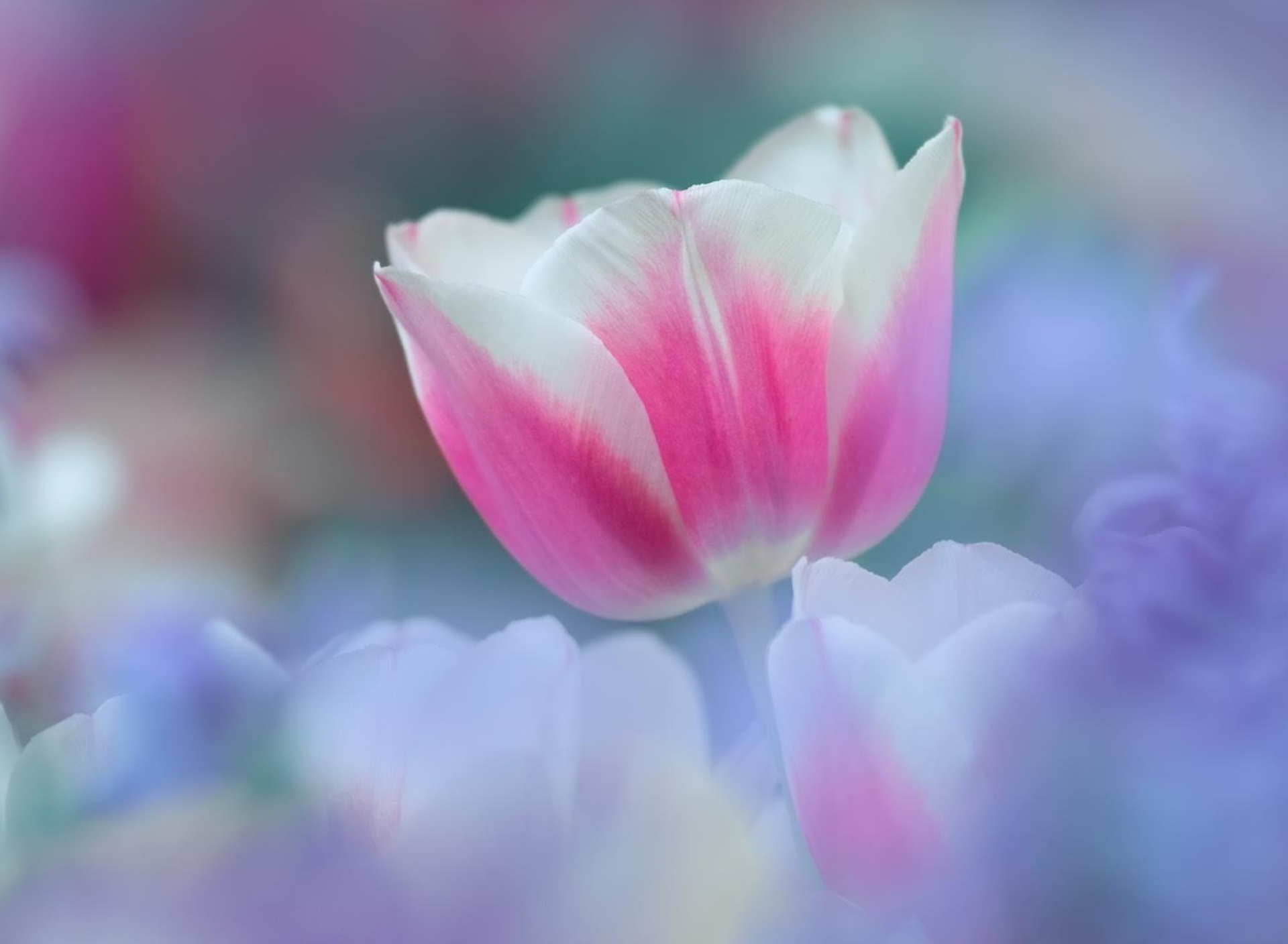 Screenshot №1 pro téma Pink Tulips 1920x1408