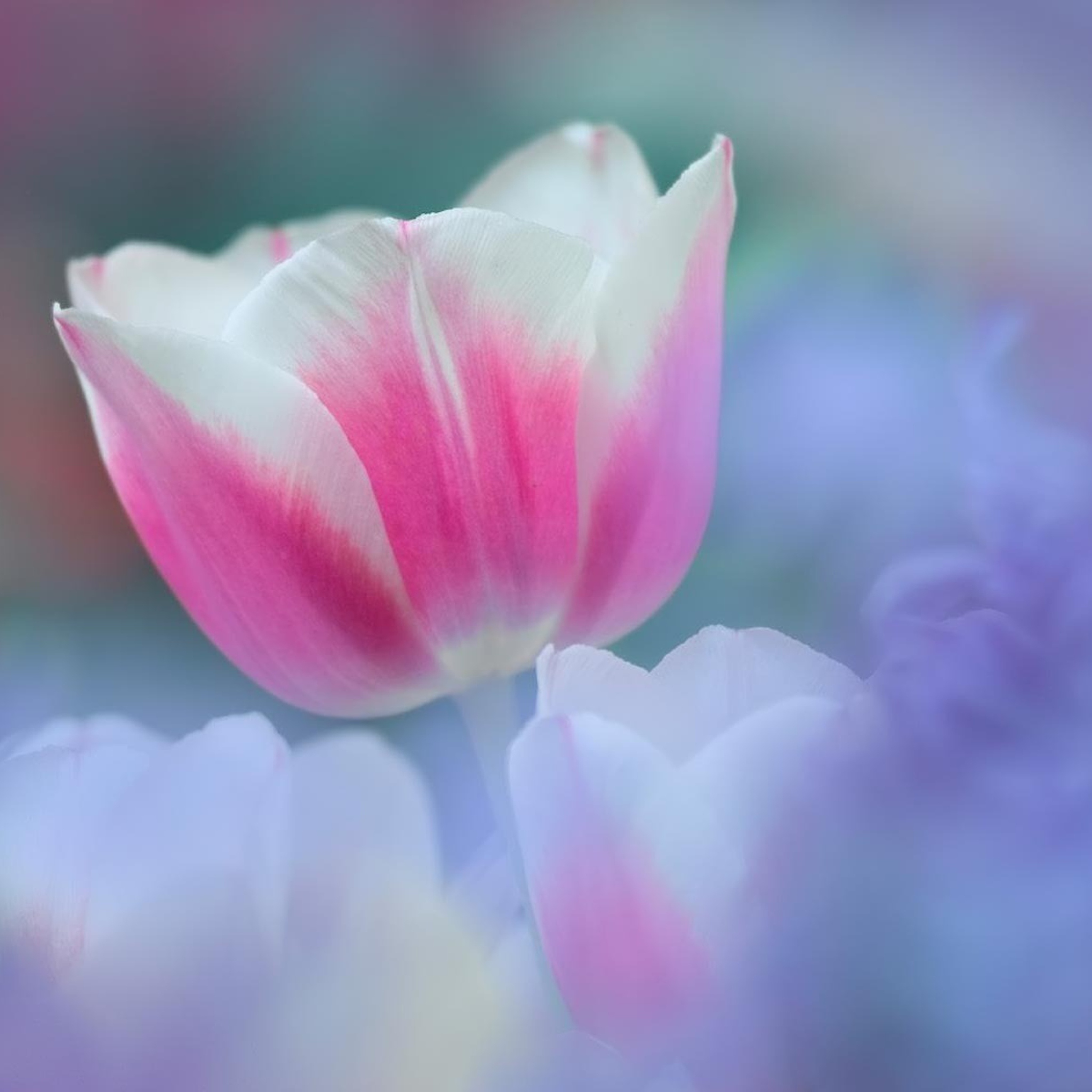 Pink Tulips wallpaper 2048x2048