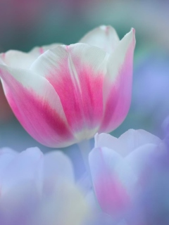 Pink Tulips wallpaper 240x320