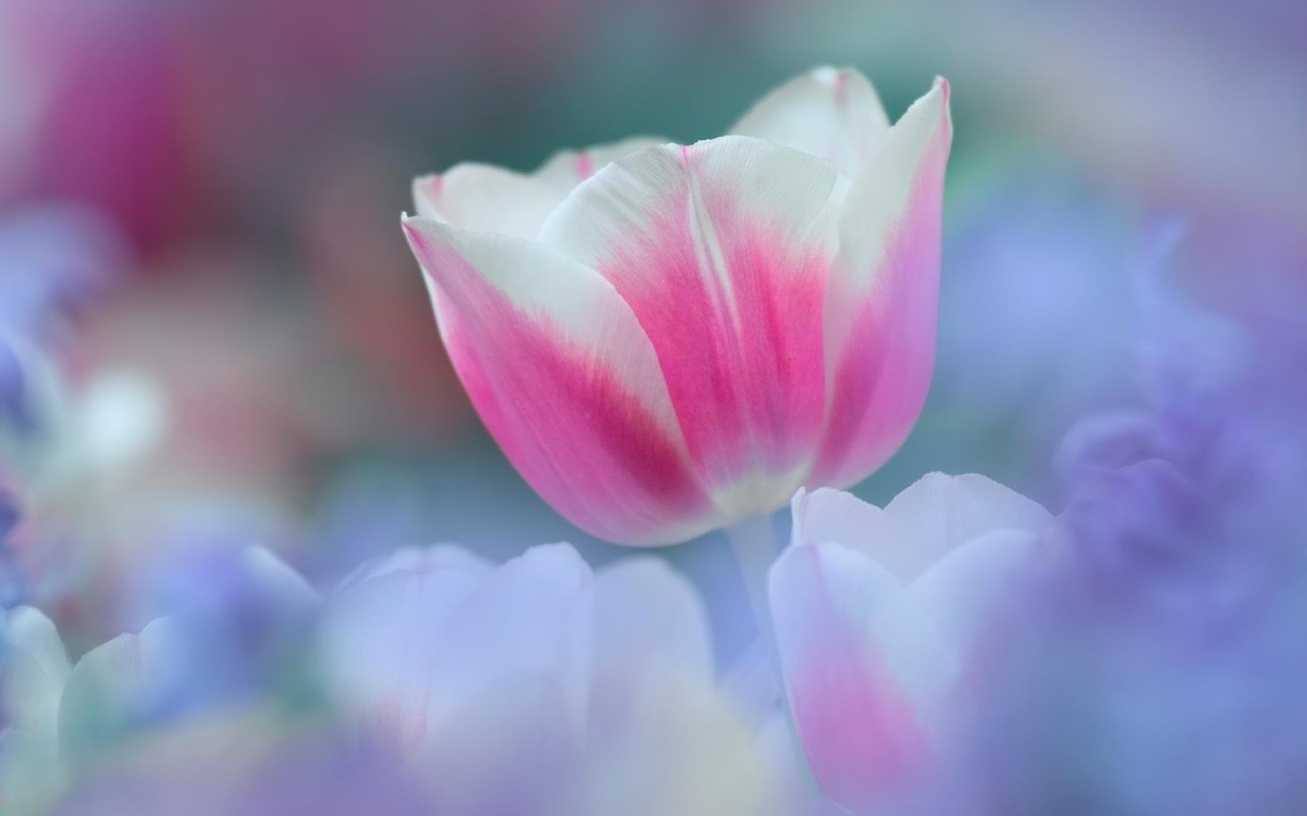 Sfondi Pink Tulips 2560x1600
