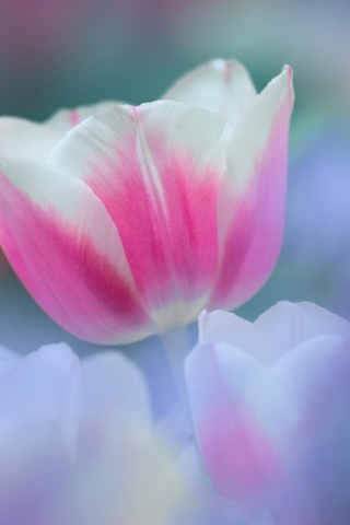 Das Pink Tulips Wallpaper 320x480